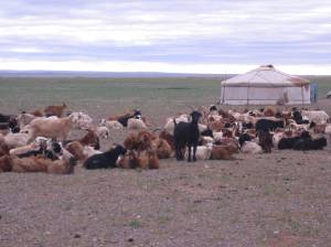 Livestock near nomad's home.